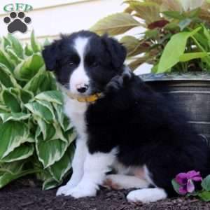 Faye, Border Collie Puppy