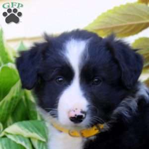 Faye, Border Collie Puppy