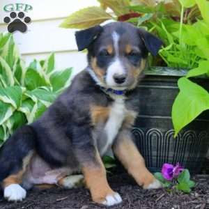 Felix, Border Collie Puppy