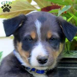 Felix, Border Collie Puppy