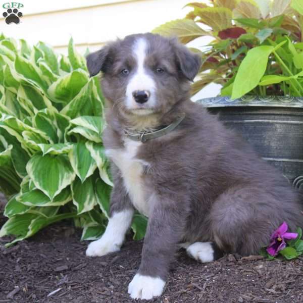 Finn, Border Collie Puppy