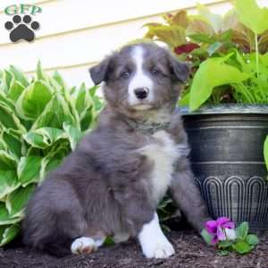 Finn, Border Collie Puppy