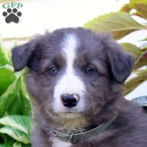 Finn, Border Collie Puppy