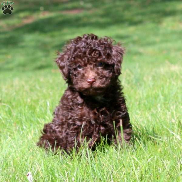 Flash, Toy Poodle Puppy