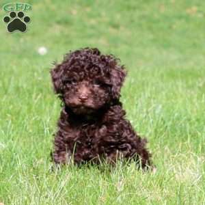 Flash, Toy Poodle Puppy
