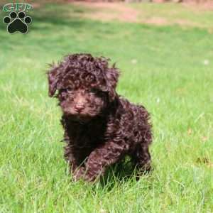 Flash, Toy Poodle Puppy