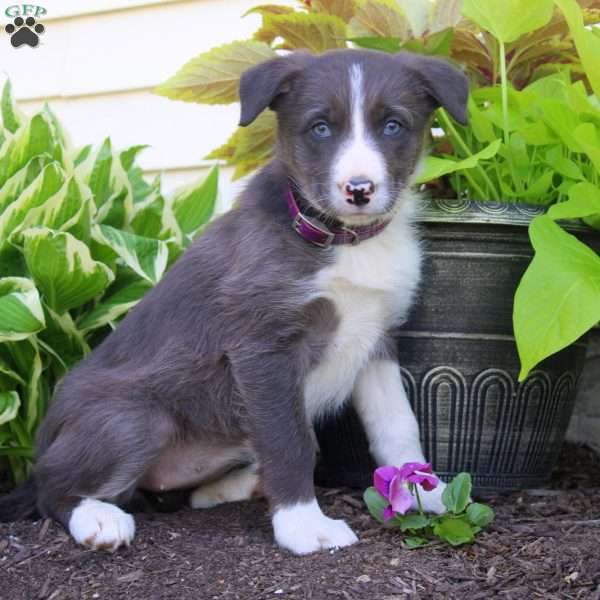 Flora, Border Collie Puppy