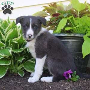 Flora, Border Collie Puppy