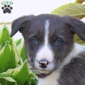 Flora, Border Collie Puppy
