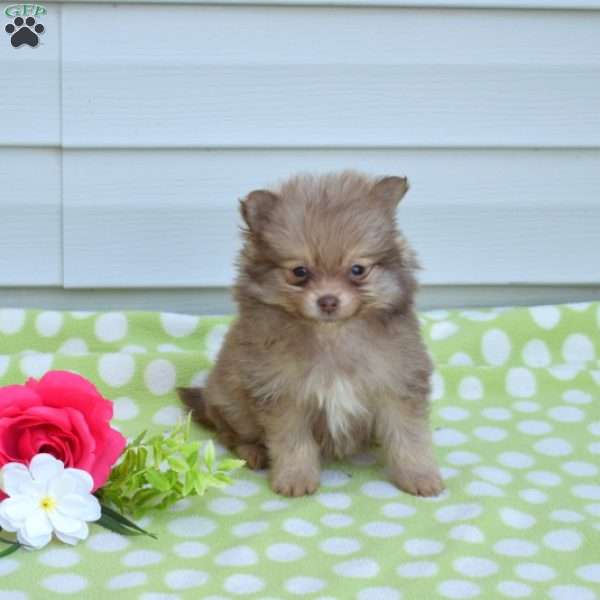 Franklin, Pomeranian Puppy