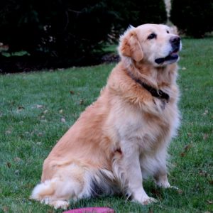 Mr. Sprite, Golden Retriever Puppy