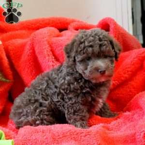 Fred, Havapoo Puppy