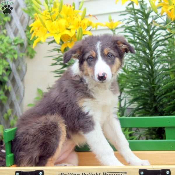 Frida, Border Collie Puppy