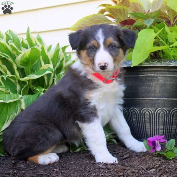 Frida, Border Collie Puppy