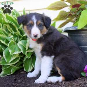Frida, Border Collie Puppy