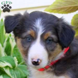 Frida, Border Collie Puppy