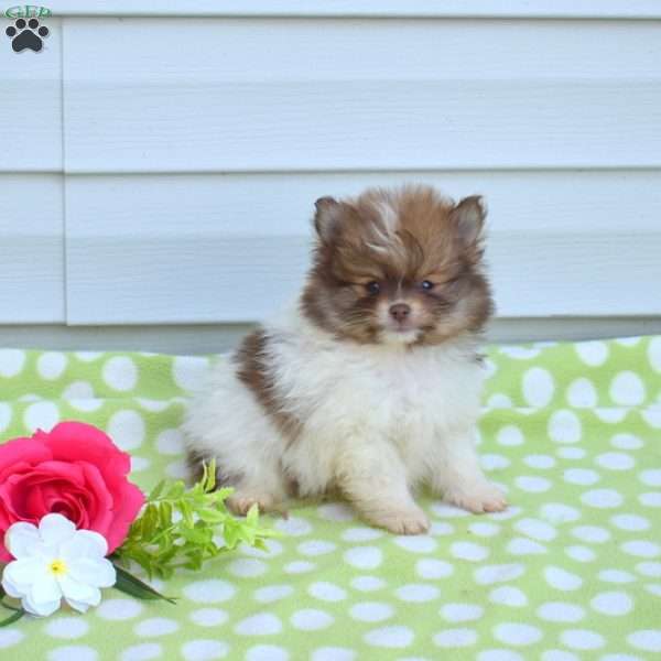 Fritter, Pomeranian Puppy