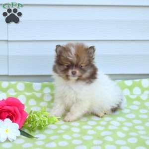 Fritter, Pomeranian Puppy