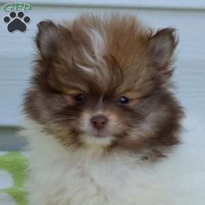 Fritter, Pomeranian Puppy