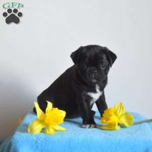 Fudge, Pug Puppy