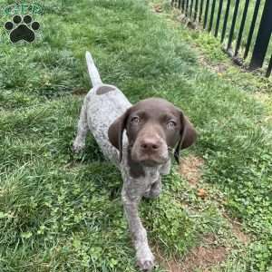 LADY GODIVA, German Shorthaired Pointer Puppy