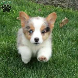 Gadget, Pembroke Welsh Corgi Puppy