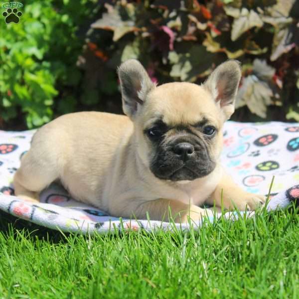 Gale, French Bulldog Puppy