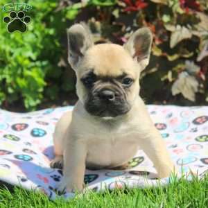 Gale, French Bulldog Puppy