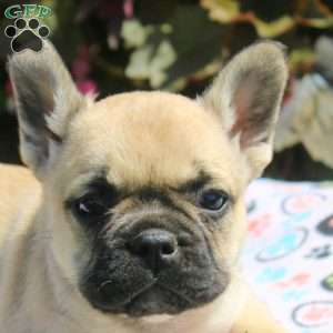 Gale, French Bulldog Puppy