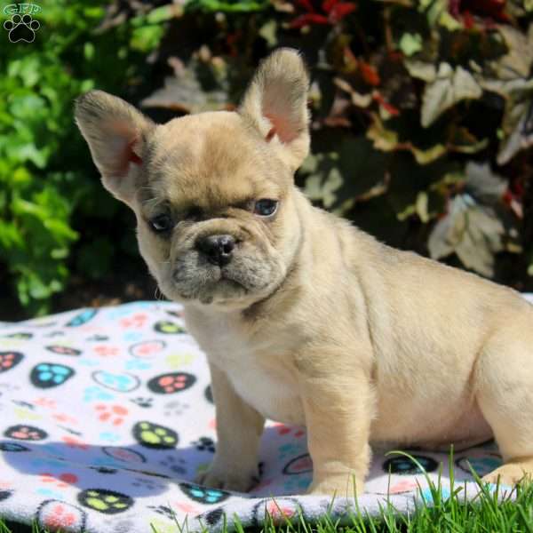 Gavin, French Bulldog Puppy