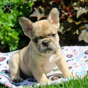 Gavin, French Bulldog Puppy