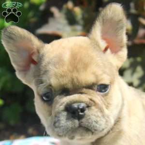 Gavin, French Bulldog Puppy
