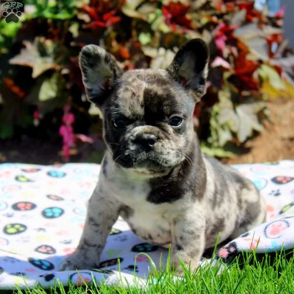 George, French Bulldog Puppy