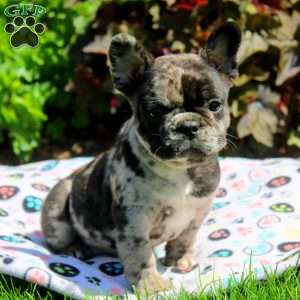George, French Bulldog Puppy