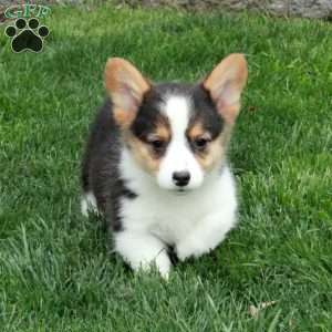 Georgie, Pembroke Welsh Corgi Puppy