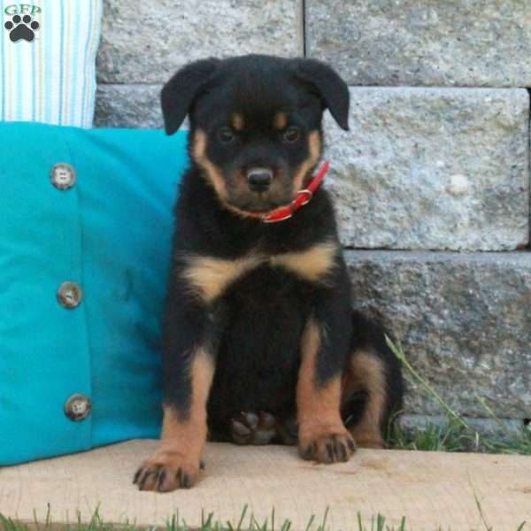 Gertie, Rottweiler Puppy