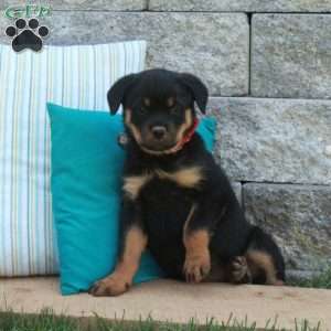 Gertie, Rottweiler Puppy