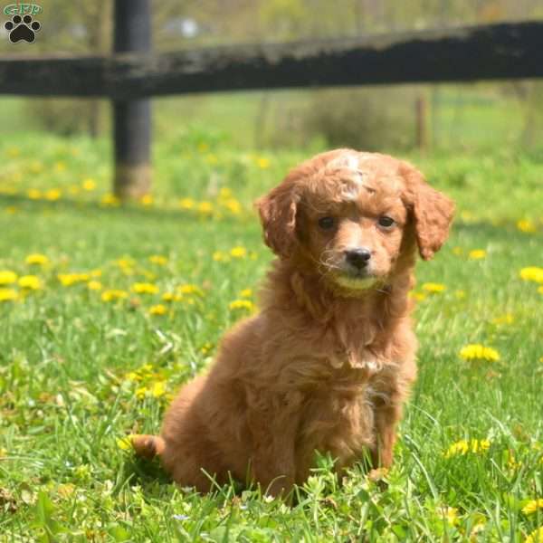 Gilligan, Mini Goldendoodle Puppy