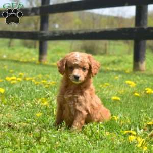 Gilligan, Mini Goldendoodle Puppy