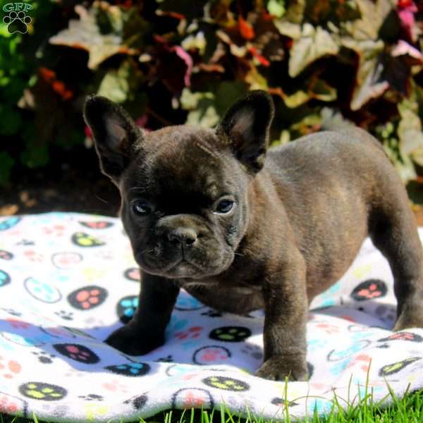 Gina, French Bulldog Puppy