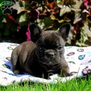 Gina, French Bulldog Puppy
