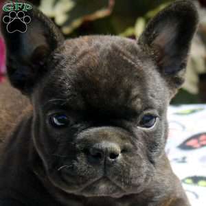 Gina, French Bulldog Puppy