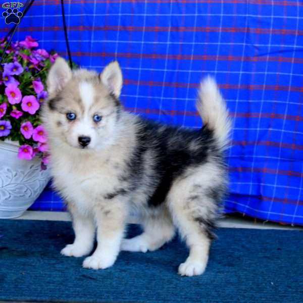 Ginger, Pomsky Puppy