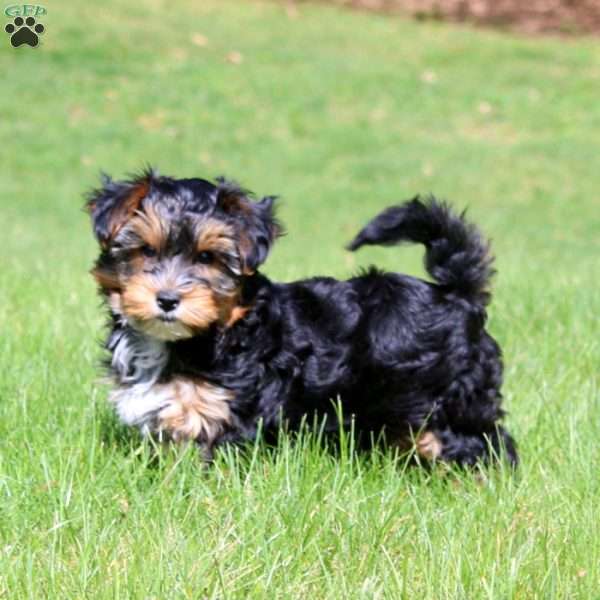 Ginger, Yorkie Poo Puppy