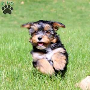 Ginger, Yorkie Poo Puppy