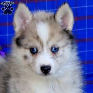 Ginger, Pomsky Puppy
