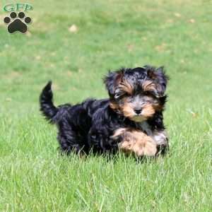 Ginger, Yorkie Poo Puppy