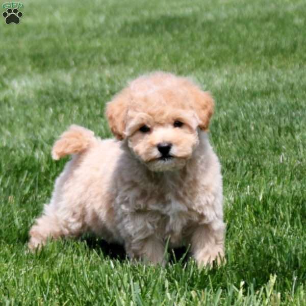 Gloria, Bich-Poo Puppy