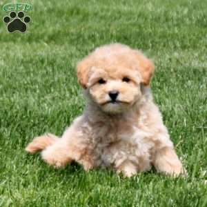 Gloria, Bich-Poo Puppy