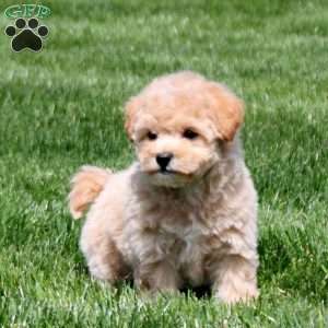Gloria, Bich-Poo Puppy